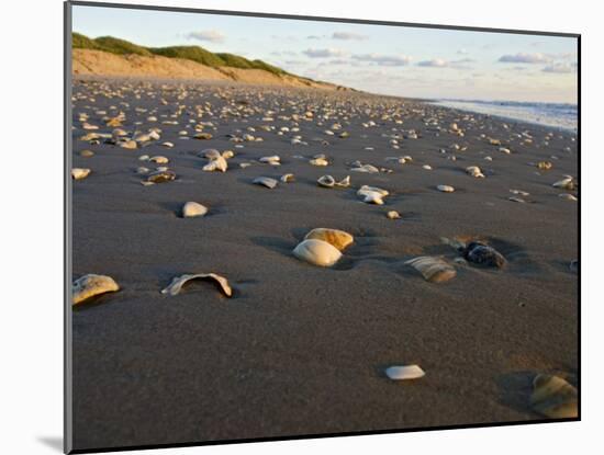 Dunes and Seashells on Padre Island, Texas, USA-Larry Ditto-Mounted Photographic Print