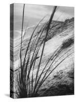 Dunes in the Cape Cod National Park-Ralph Morse-Stretched Canvas