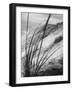 Dunes in the Cape Cod National Park-Ralph Morse-Framed Photographic Print