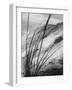 Dunes in the Cape Cod National Park-Ralph Morse-Framed Photographic Print
