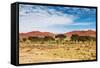 Dunes of Namib Desert, Sossufley, Namibia-DmitryP-Framed Stretched Canvas