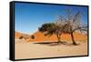 Dunes of Namib Desert, Sossufley, Namibia-DmitryP-Framed Stretched Canvas