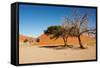 Dunes of Namib Desert, Sossufley, Namibia-DmitryP-Framed Stretched Canvas
