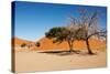 Dunes of Namib Desert, Sossufley, Namibia-DmitryP-Stretched Canvas