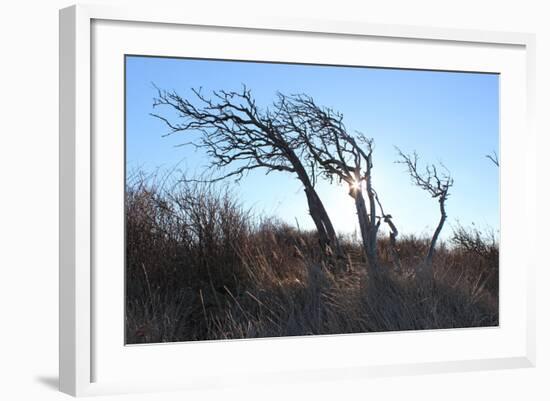 Dunes, Tree, Old, Sunrays-Jule Leibnitz-Framed Photographic Print