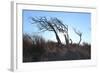 Dunes, Tree, Old, Sunrays-Jule Leibnitz-Framed Photographic Print