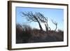 Dunes, Tree, Old, Sunrays-Jule Leibnitz-Framed Photographic Print