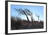 Dunes, Tree, Old, Sunrays-Jule Leibnitz-Framed Photographic Print