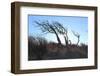 Dunes, Tree, Old, Sunrays-Jule Leibnitz-Framed Photographic Print