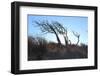 Dunes, Tree, Old, Sunrays-Jule Leibnitz-Framed Photographic Print