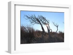 Dunes, Tree, Old, Sunrays-Jule Leibnitz-Framed Photographic Print