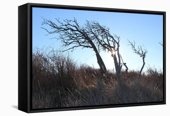 Dunes, Tree, Old, Sunrays-Jule Leibnitz-Framed Stretched Canvas