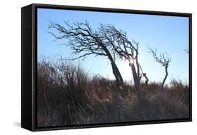 Dunes, Tree, Old, Sunrays-Jule Leibnitz-Framed Stretched Canvas