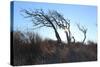 Dunes, Tree, Old, Sunrays-Jule Leibnitz-Stretched Canvas