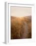 Dunes with Seagulls 4-Ian Winstanley-Framed Photographic Print