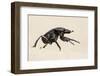 Dung Beetle, Nxai Pan National Park, Botswana-Paul Souders-Framed Photographic Print