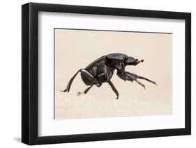 Dung Beetle, Nxai Pan National Park, Botswana-Paul Souders-Framed Photographic Print