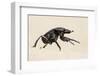 Dung Beetle, Nxai Pan National Park, Botswana-Paul Souders-Framed Photographic Print