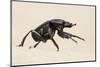 Dung Beetle, Nxai Pan National Park, Botswana-Paul Souders-Mounted Photographic Print