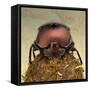 Dung Beetle on Dung Ball-Andy Teare-Framed Stretched Canvas