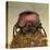 Dung Beetle on Dung Ball-Andy Teare-Stretched Canvas