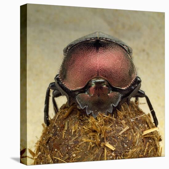 Dung Beetle on Dung Ball-Andy Teare-Stretched Canvas