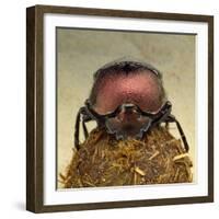 Dung Beetle on Dung Ball-Andy Teare-Framed Photographic Print