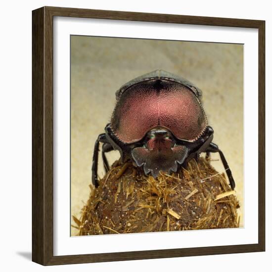 Dung Beetle on Dung Ball-Andy Teare-Framed Photographic Print