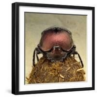 Dung Beetle on Dung Ball-Andy Teare-Framed Photographic Print