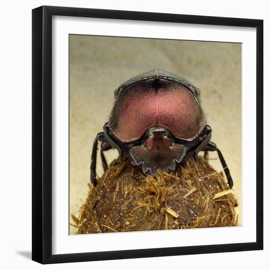 Dung Beetle on Dung Ball-Andy Teare-Framed Photographic Print