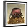 Dung Beetle on Dung Ball-Andy Teare-Framed Photographic Print