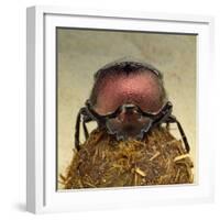 Dung Beetle on Dung Ball-Andy Teare-Framed Photographic Print