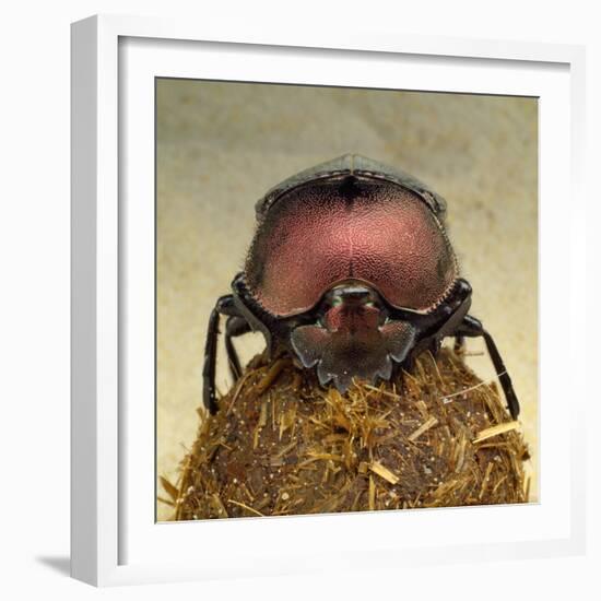 Dung Beetle on Dung Ball-Andy Teare-Framed Photographic Print