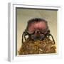 Dung Beetle on Dung Ball-Andy Teare-Framed Photographic Print