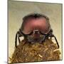 Dung Beetle on Dung Ball-Andy Teare-Mounted Photographic Print