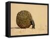 Dung Beetle Pushing a Ball of Dung, Masai Mara National Reserve, Kenya, East Africa, Africa-James Hager-Framed Stretched Canvas