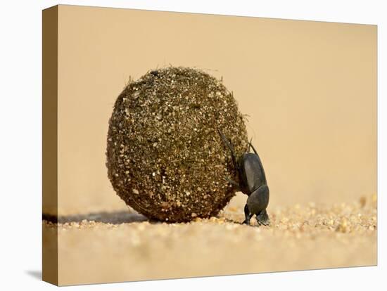 Dung Beetle Pushing a Ball of Dung, Masai Mara National Reserve, Kenya, East Africa, Africa-James Hager-Stretched Canvas