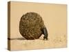 Dung Beetle Pushing a Ball of Dung, Masai Mara National Reserve, Kenya, East Africa, Africa-James Hager-Stretched Canvas