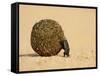 Dung Beetle Pushing a Ball of Dung, Masai Mara National Reserve, Kenya, East Africa, Africa-James Hager-Framed Stretched Canvas