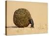 Dung Beetle Pushing a Ball of Dung, Masai Mara National Reserve, Kenya, East Africa, Africa-James Hager-Stretched Canvas