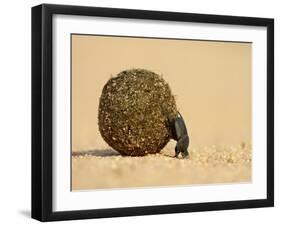 Dung Beetle Pushing a Ball of Dung, Masai Mara National Reserve, Kenya, East Africa, Africa-James Hager-Framed Photographic Print