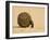 Dung Beetle Pushing a Ball of Dung, Masai Mara National Reserve, Kenya, East Africa, Africa-James Hager-Framed Photographic Print