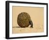 Dung Beetle Pushing a Ball of Dung, Masai Mara National Reserve, Kenya, East Africa, Africa-James Hager-Framed Photographic Print