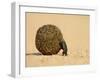 Dung Beetle Pushing a Ball of Dung, Masai Mara National Reserve, Kenya, East Africa, Africa-James Hager-Framed Photographic Print