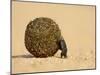 Dung Beetle Pushing a Ball of Dung, Masai Mara National Reserve, Kenya, East Africa, Africa-James Hager-Mounted Photographic Print