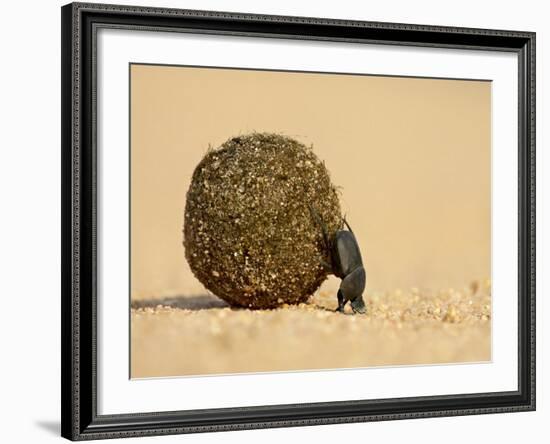 Dung Beetle Pushing a Ball of Dung, Masai Mara National Reserve, Kenya, East Africa, Africa-James Hager-Framed Photographic Print