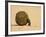 Dung Beetle Pushing a Ball of Dung, Masai Mara National Reserve, Kenya, East Africa, Africa-James Hager-Framed Photographic Print