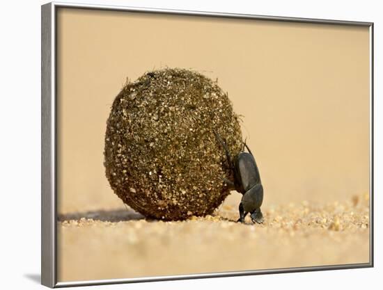 Dung Beetle Pushing a Ball of Dung, Masai Mara National Reserve, Kenya, East Africa, Africa-James Hager-Framed Photographic Print