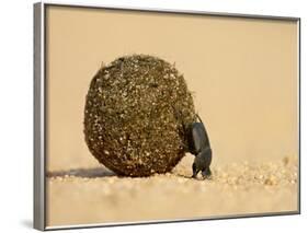 Dung Beetle Pushing a Ball of Dung, Masai Mara National Reserve, Kenya, East Africa, Africa-James Hager-Framed Photographic Print