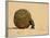 Dung Beetle Pushing a Ball of Dung, Masai Mara National Reserve, Kenya, East Africa, Africa-James Hager-Framed Photographic Print